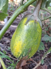 Bijli padlizsán, Solanum melongena, padlizsán